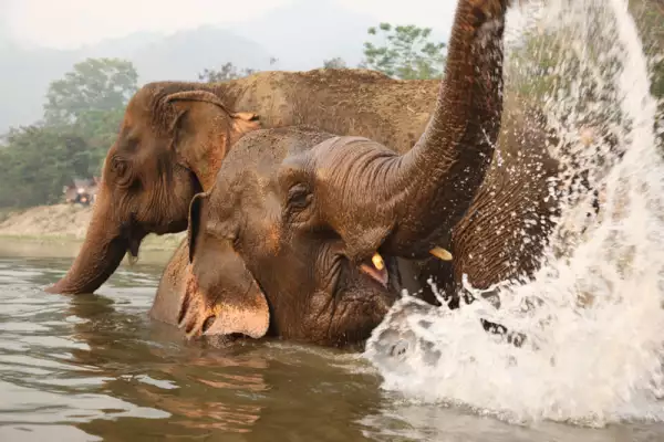 Elephant Nature Park