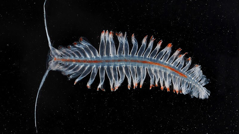 Misterioso ecosistema marino en la Antártida