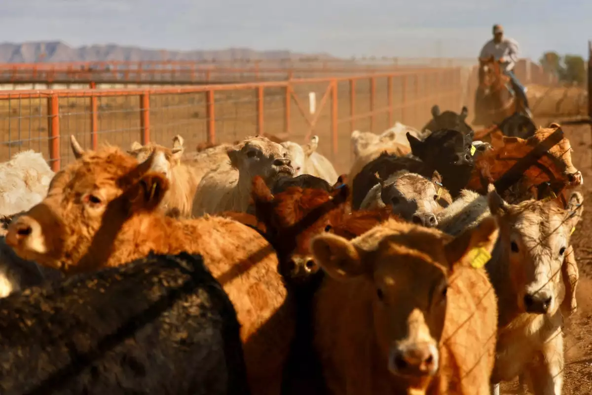 Gusano barrenador pone en jaque a productores de carne en México; condenan cierre de frontera