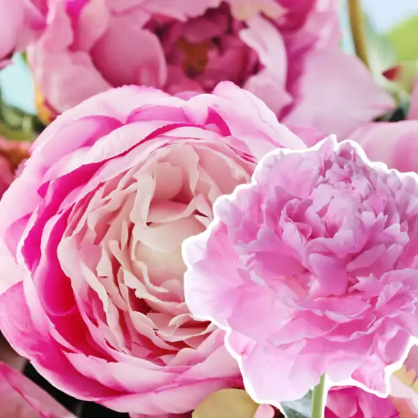 Peonia: Representan la vergüenza y son ideales para pedir perdón.