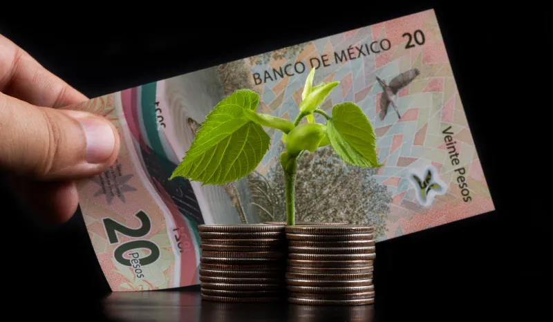 Stacks of coins, a young sprout with green leaves and a 20 mexican peso note
