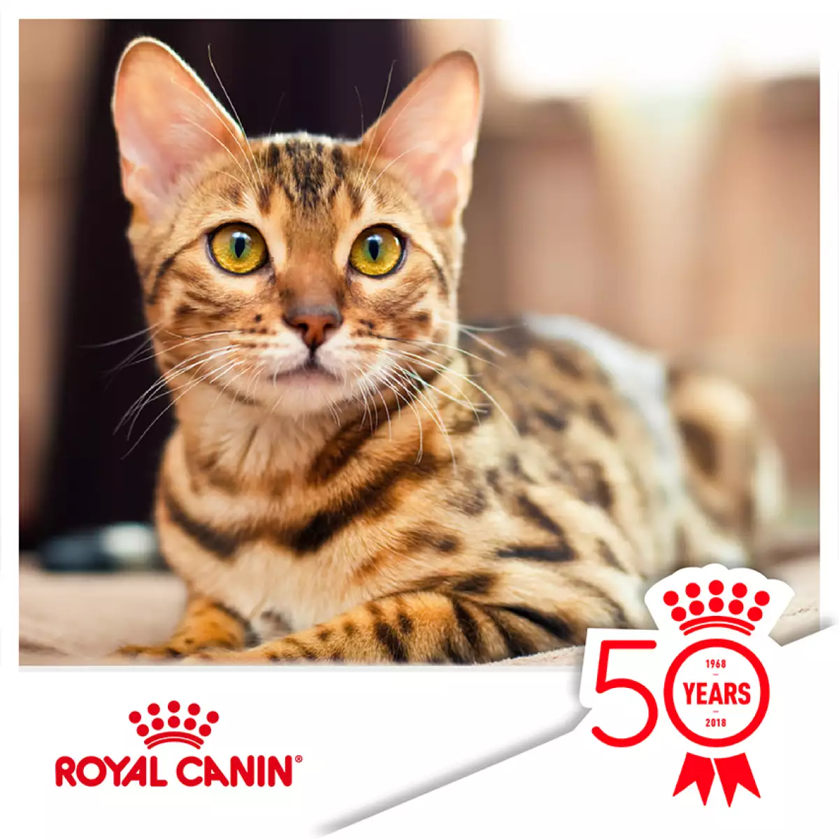 Lo mejor para tu gato es combinar buenas prácticas
