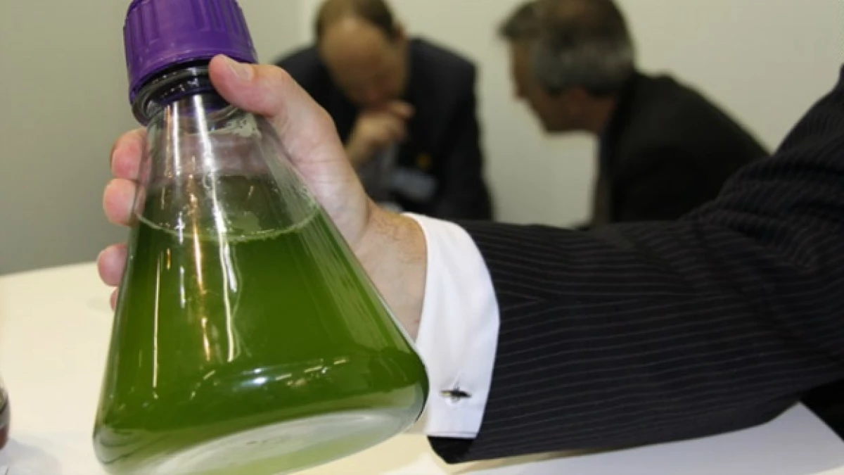 biocombustible alga aviación