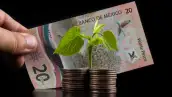 Stacks of coins, a young sprout with green leaves and a 20 mexican peso note