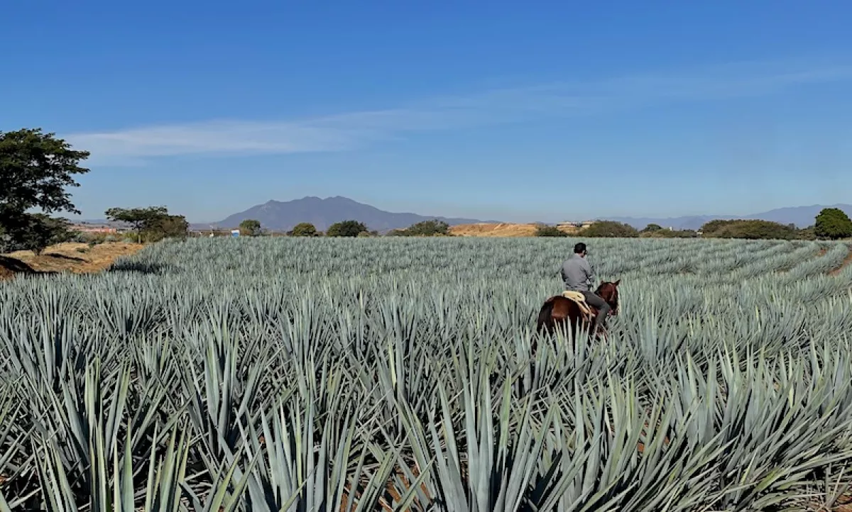 Life and Style Casa Salles 7.jpg