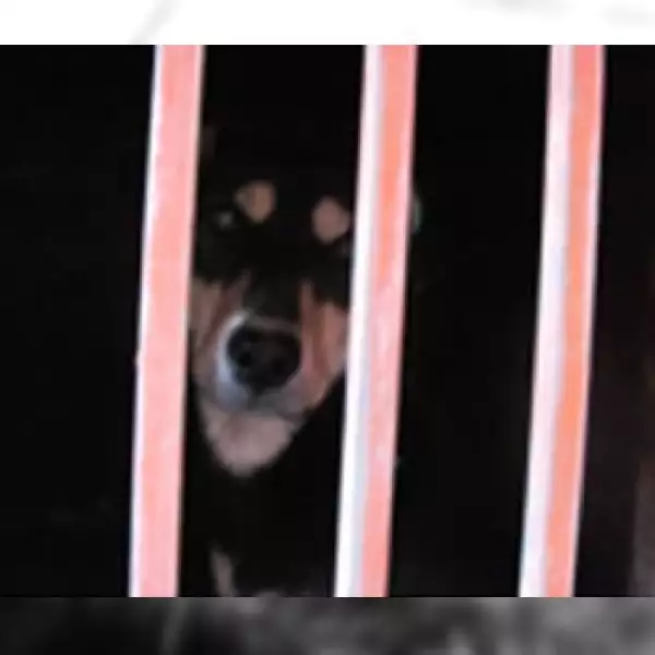 perros iztapalapa 8