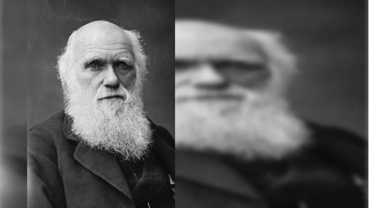 foto de archivo de darwin