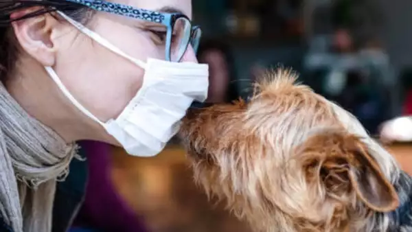 mascotas covid