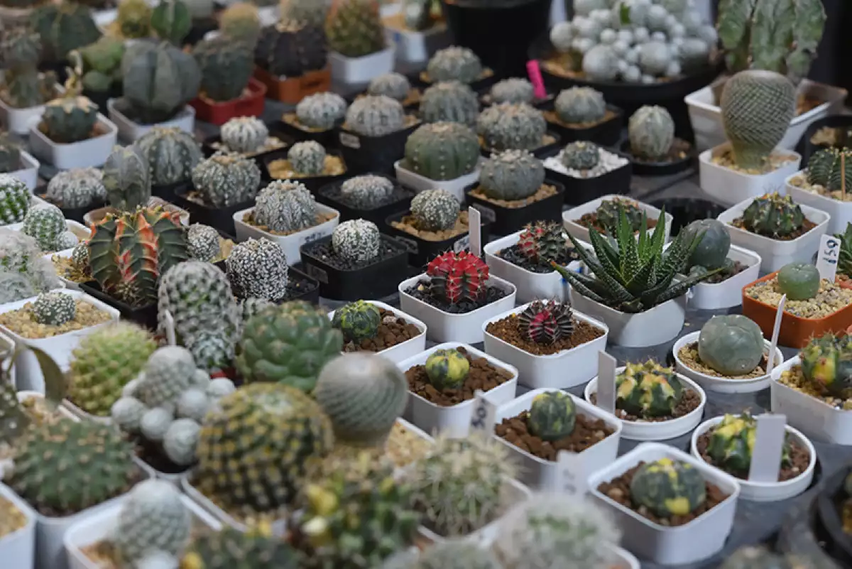 cactus