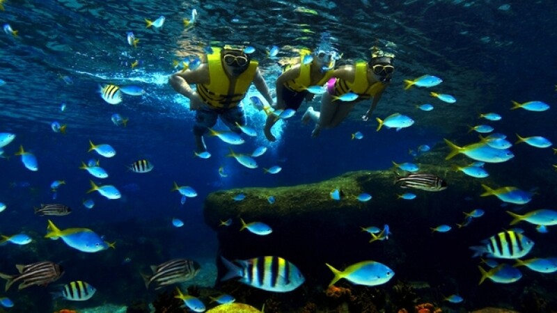Acuario, peces, singapur,