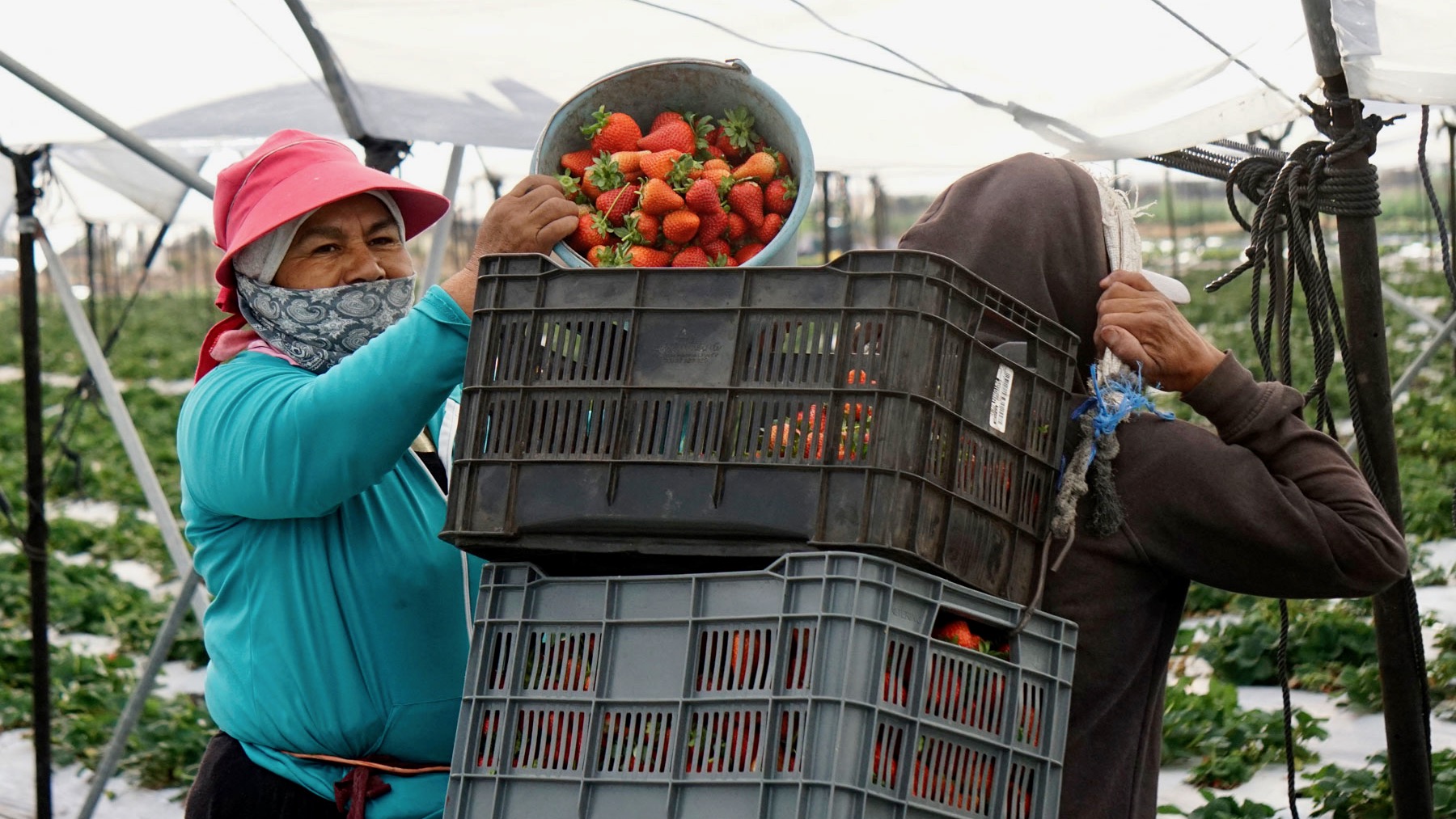 Después de la decisión sobre el T-MEC, crece la presión contra las fresas mexicanas