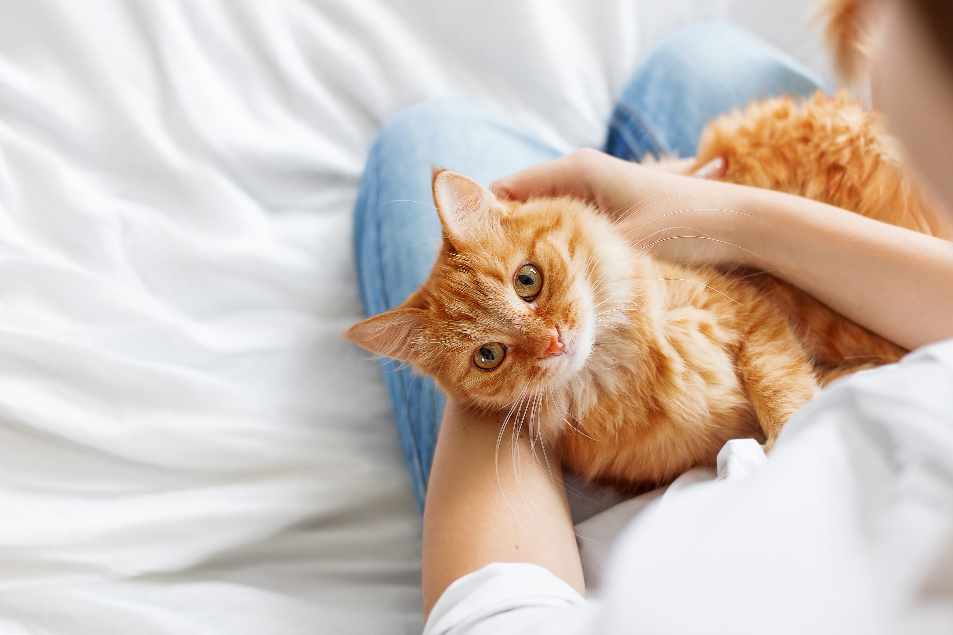 CDATA[
Los gatos forman parte de la familia de millones de hogares. Al igual que los perros, son una de las especies más elegidas como mascotas por su adaptabilidad, su independencia y su vínculo estrecho con los humanos. Su presencia ha crecido tanto que también cuentan con una fecha conmemorativa reconocida a nivel mundial. El Día Internacional del Gato no solo busca resaltar el cariño hacia estos animales, sino también promover su bienestar y cuidado responsable. A continuación, te damos todos los detalles sobre esta fecha , cómo puedes celebrarla y algunos datos respaldados por especialistas sobre su oído, comportamiento y características físicas.
Cuál es el origen del Día Internacional del Gato
![