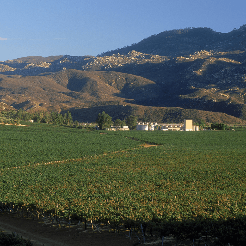 Viñedos del Valle de Guadalupe en el atardecer